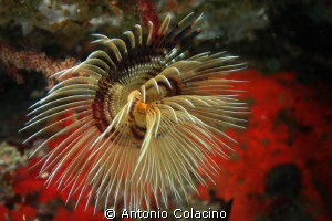 Sea worm Sabella spallanzanii,depht m 3 temp.12C° camera ... by Antonio Colacino 